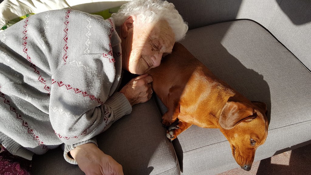 Pet therapy with a dementiafriendly dog Alzheimer's Society