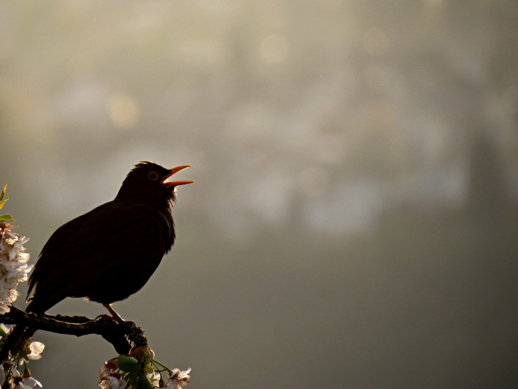 a singing blackbird