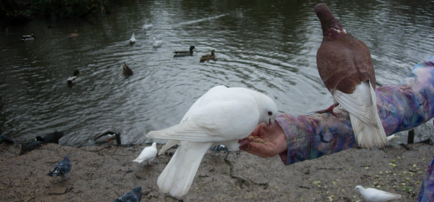 An arm outstretched with two birds sitting on it