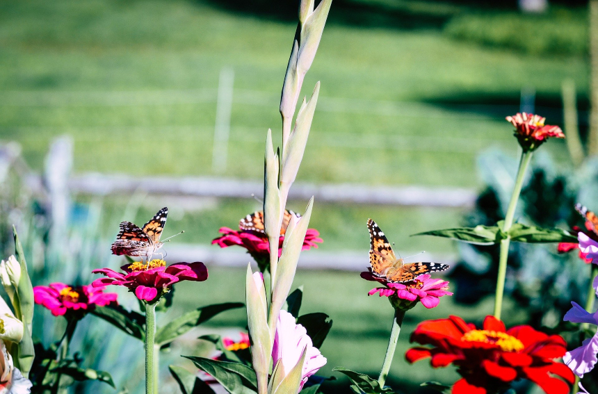 A group of visiting Painted Lady butterflies (Credit; Veronica Bosley, from Pixabay)