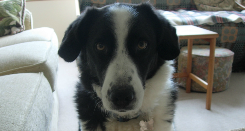 Rino, the black and white rescue dog, staring directly at the camera