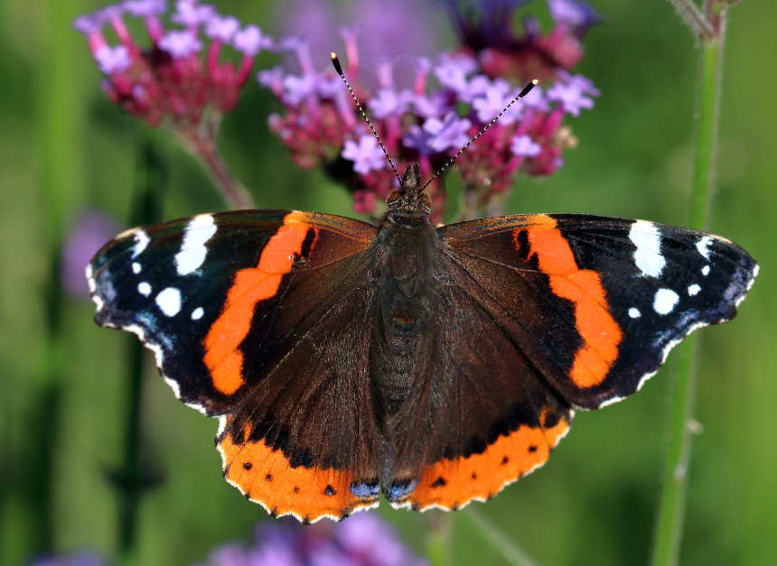 A Red Admiral butterfly - the 'psyche on my sleeve' (Credit: Emphyrio, from Pixabay)