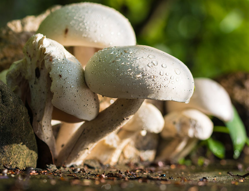 White mushrooms in soil