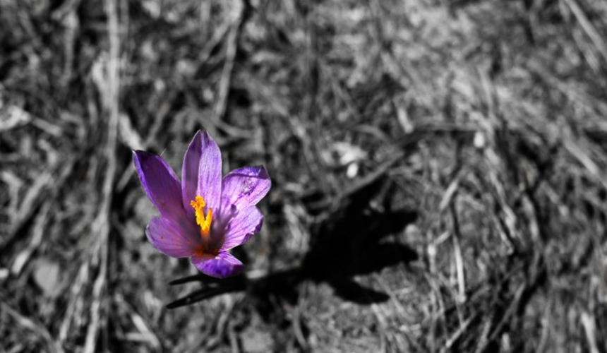 A lonely purple crocus flower in full bloom, growing from darkened rubble