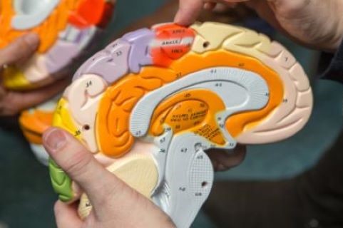 A plastic model of half a human brain