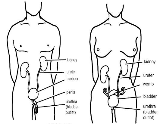 UTI image