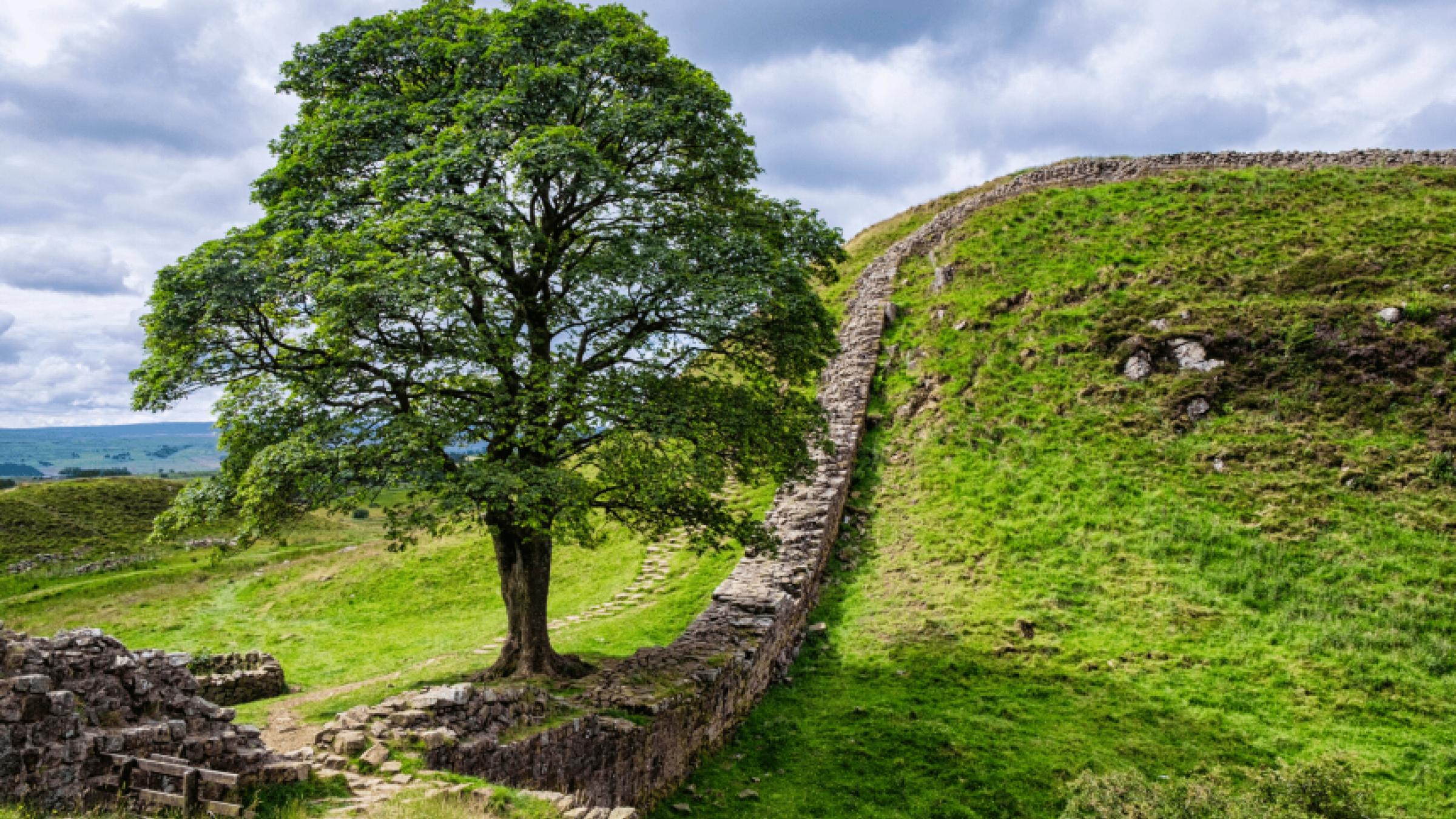 Hadrian's wall with a big green tree on the lefthand side of it