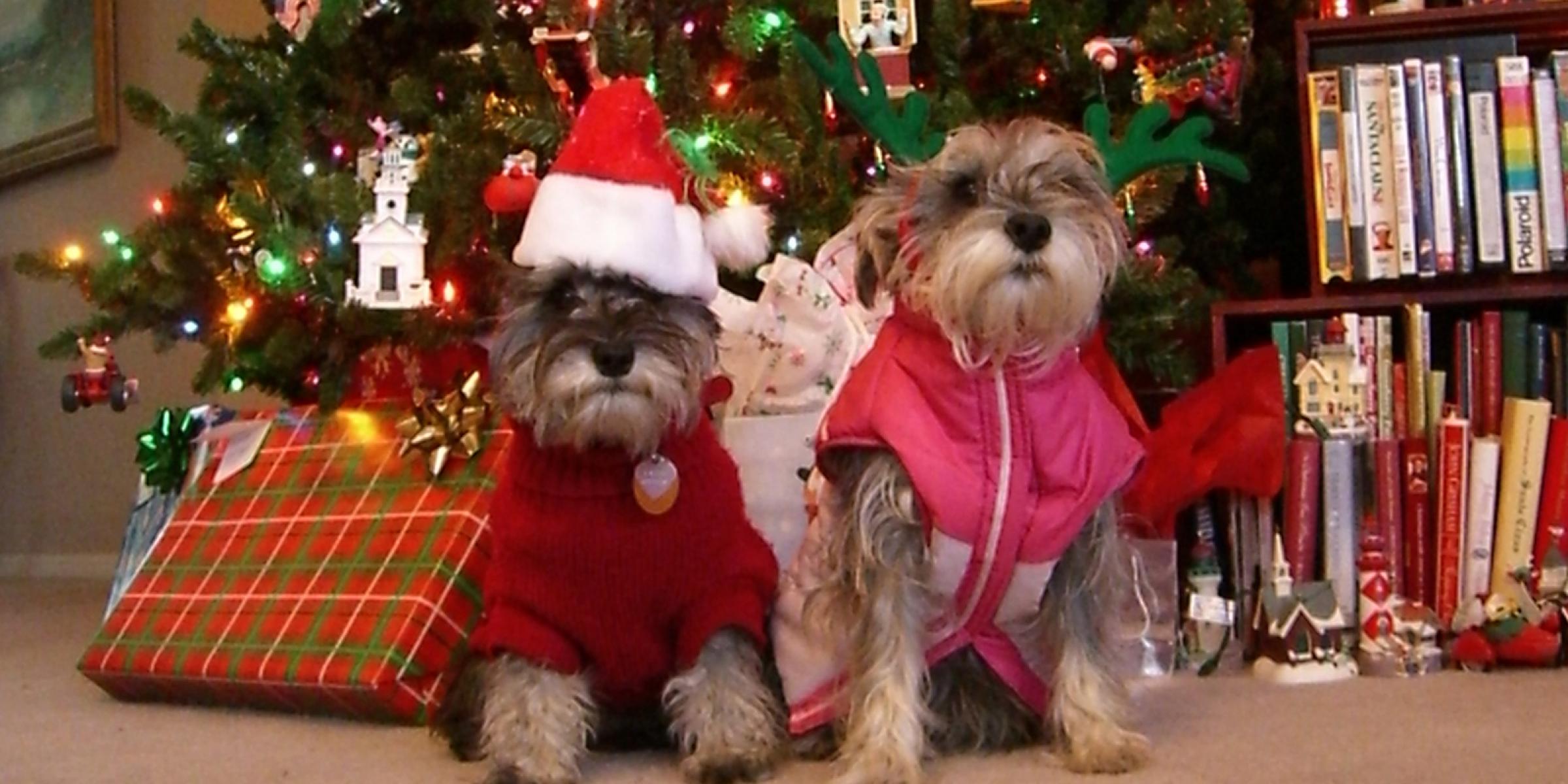 A family's pet dogs dressed up for Christmas