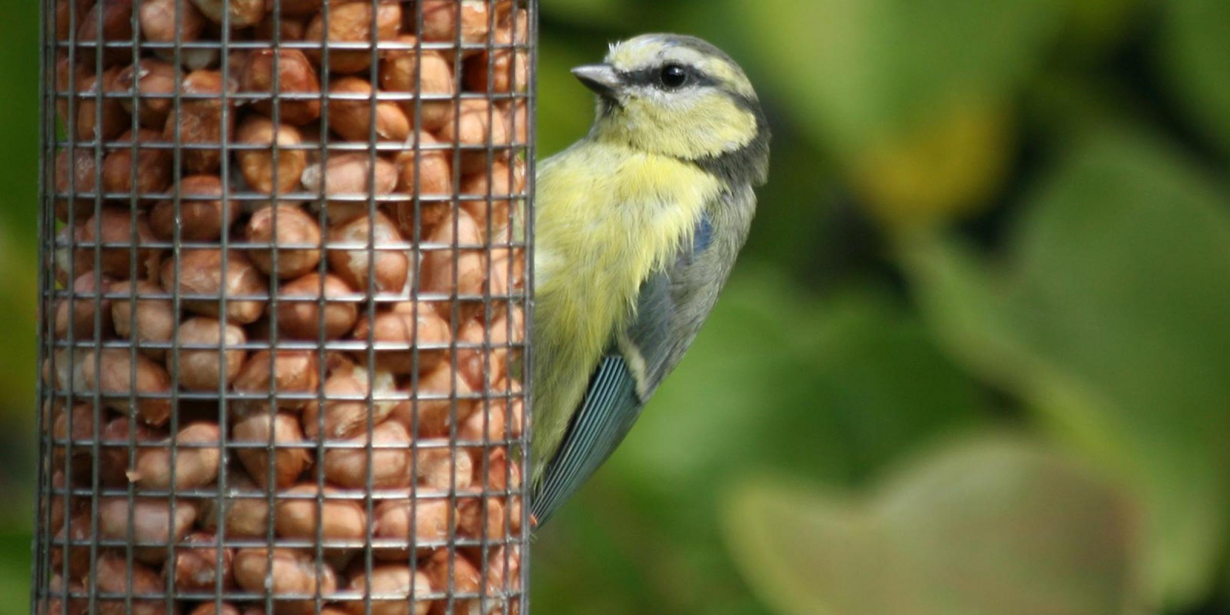 Bird at a bird feeder