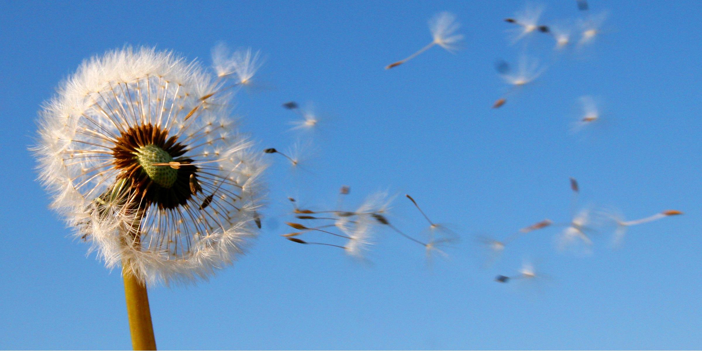 Seeds blown from a dandelion seedhead by the wind