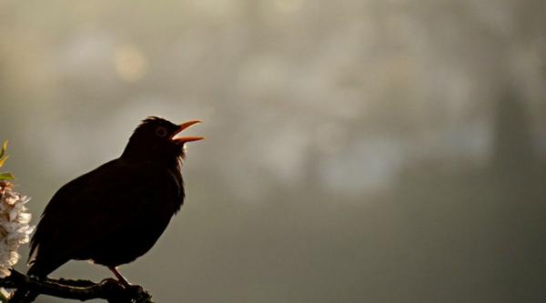 A blackbird in song