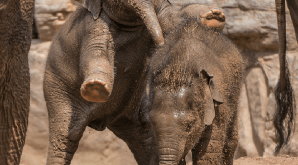 Two elephant calves playing