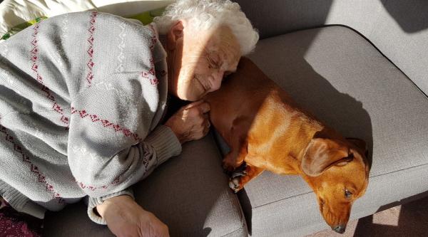 Pets shop and dementia