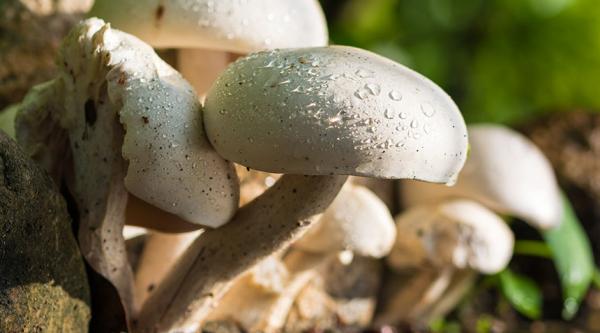 white mushrooms in soil
