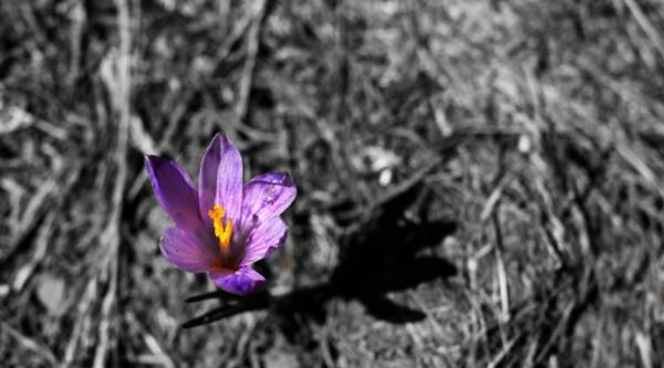 Lonely crocus flower growing amongst darkened soil