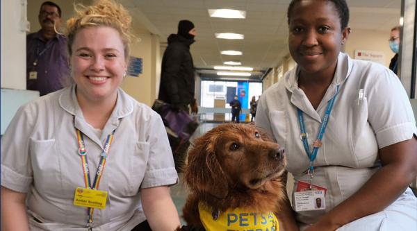 Two Pets As Therapy volunteers sit with a dog in a hospital