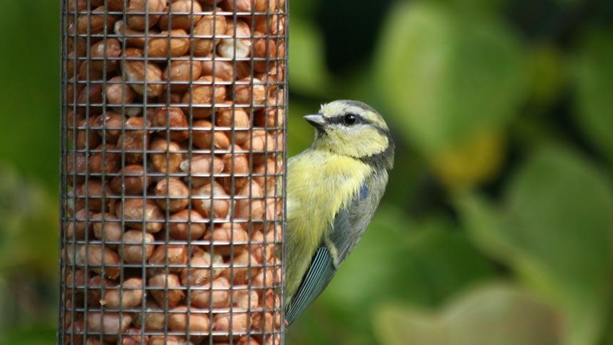 Bird at a bird feeder