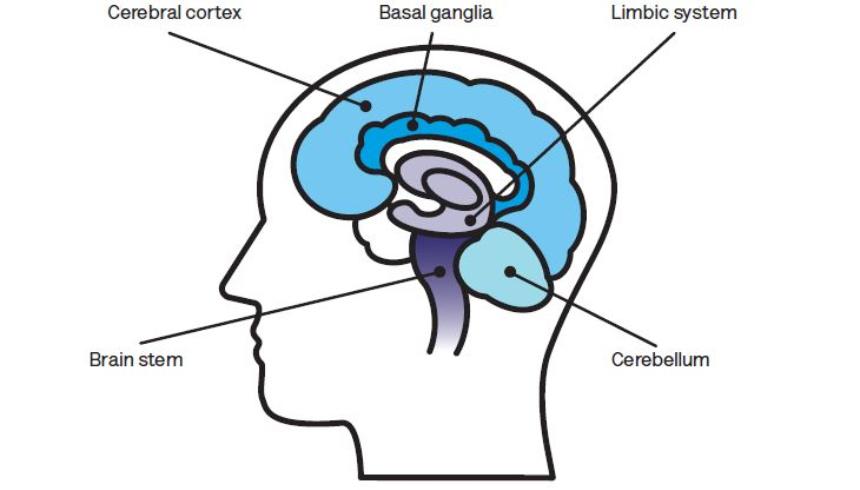 The sub-cortex of the brain made up of the basal ganglia, limbic system, cerebellum and brain stem