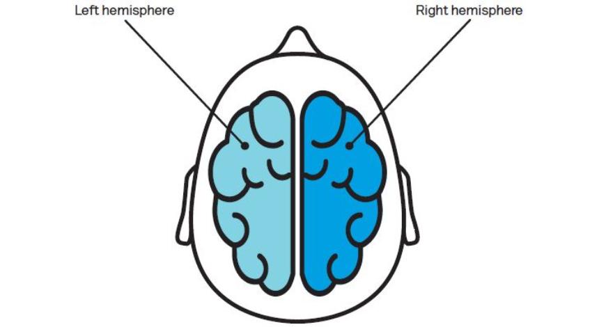 Illustration of the two hemispheres of the brain. A birds eye view of the top of the brain. The brain is divided down the centre into a left half and a right half