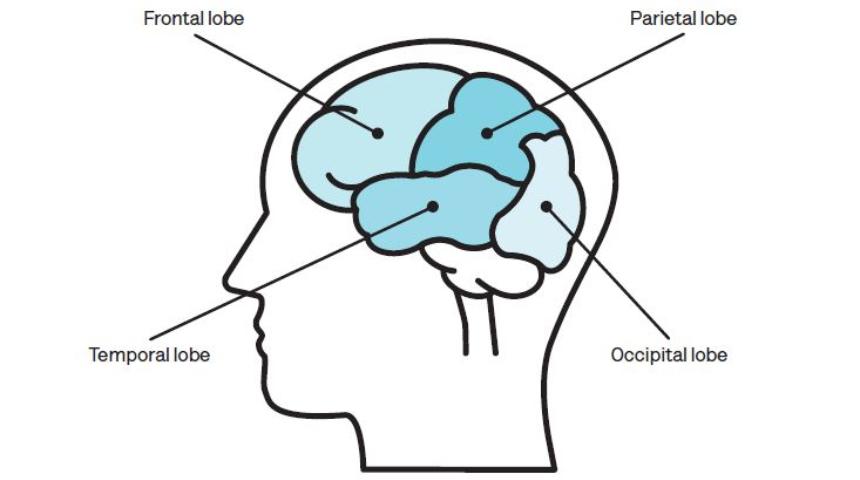 Illustration of the four lobes of the cerebral cortex. The brain is divided into four parts. The lobe to the front is the frontal lobe. Towards the top of the brain and behind the frontal lobe is the Parietal lobe. At the back of the brain is the occipital lobe, and in front of this and underneath the other two lobes sits the temporal lobe. 