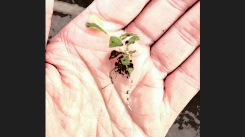 A very small plant with a few sprouting leaves and a clump of soil sits in the palm of a person's hand