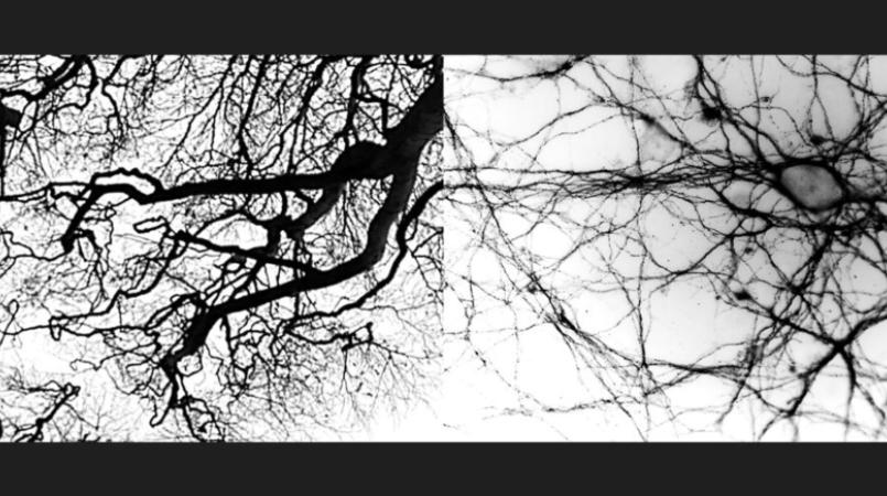 Black and white image of branch and spiderweb patterns