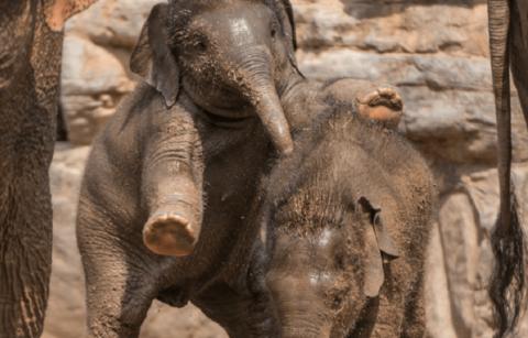 Two baby elephants