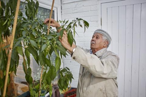 A man tends to a tall plant in his conservatory