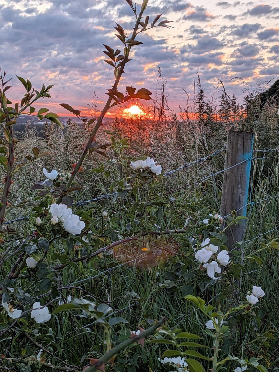 Wildflowers in front of a sunset