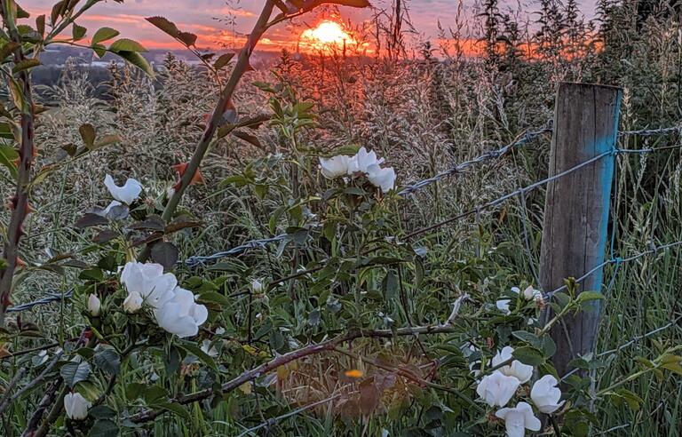 Wildflowers in front of a sunset